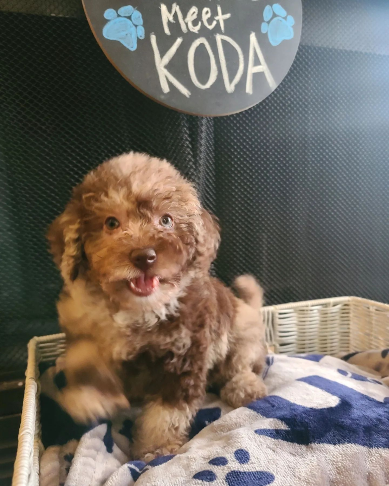 Fluffy Mini Labradoodle Poodle Mix Pup