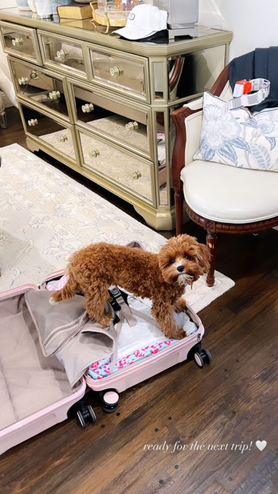 Friendly Cavapoo Pup