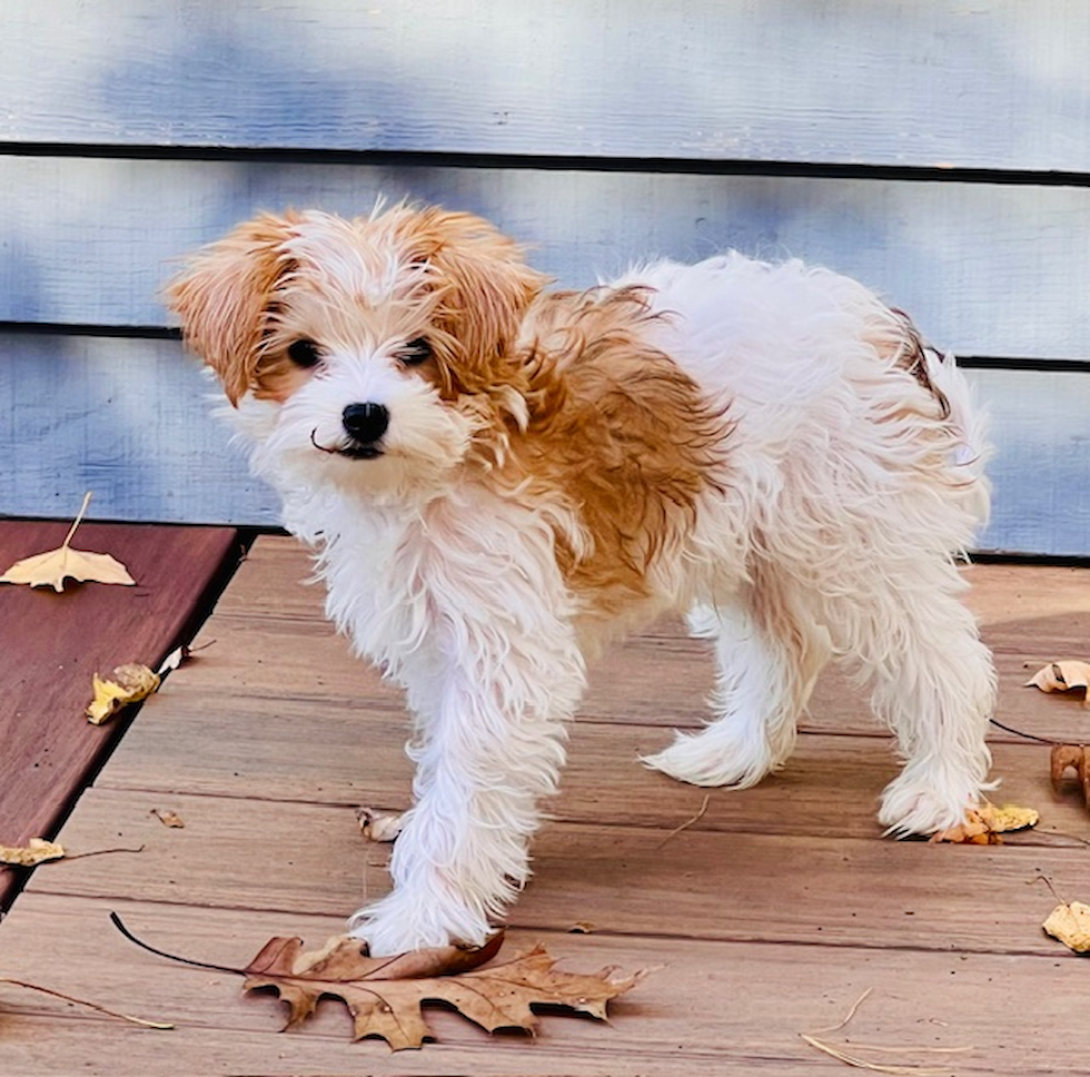 Cute Yorkie Poo Pup in