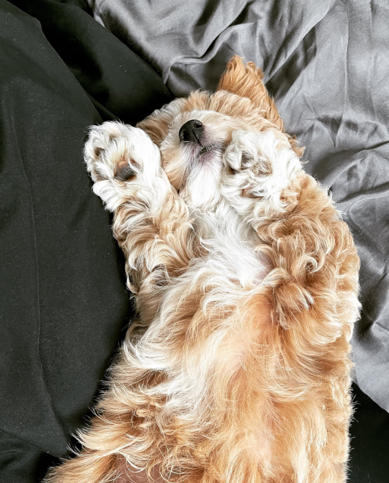 Energetic Maltese Poodle Poodle Mix Pup