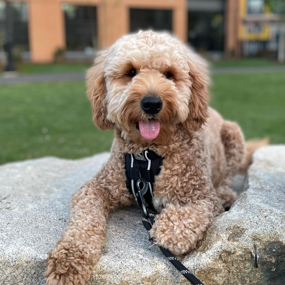 Charlotte Mini Goldendoodle Pup