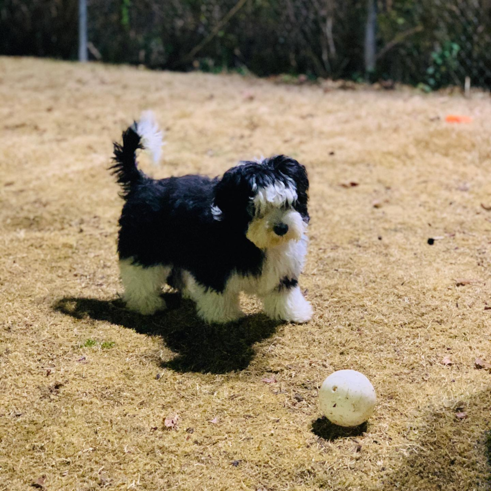 Nashville Mini Sheepadoodle Pup