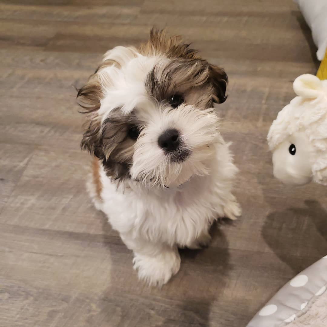 Best Teddy Bear Baby