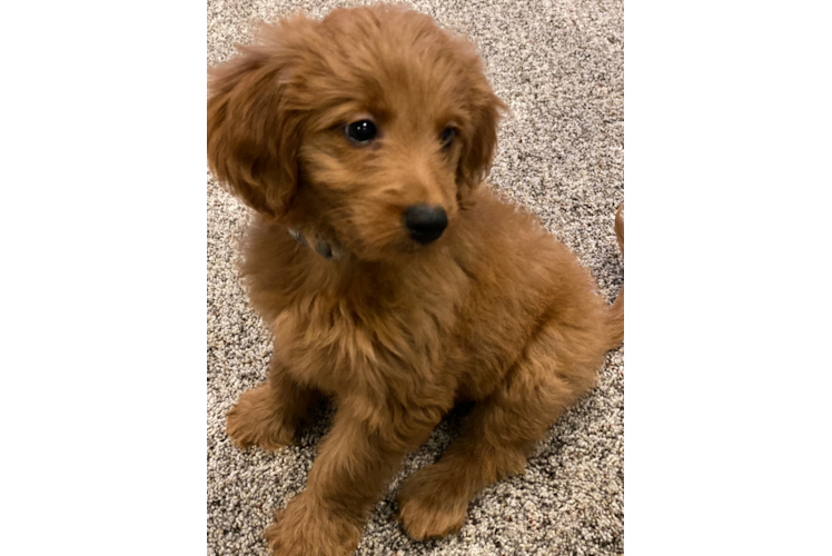 Friendly Mini Goldendoodle Baby