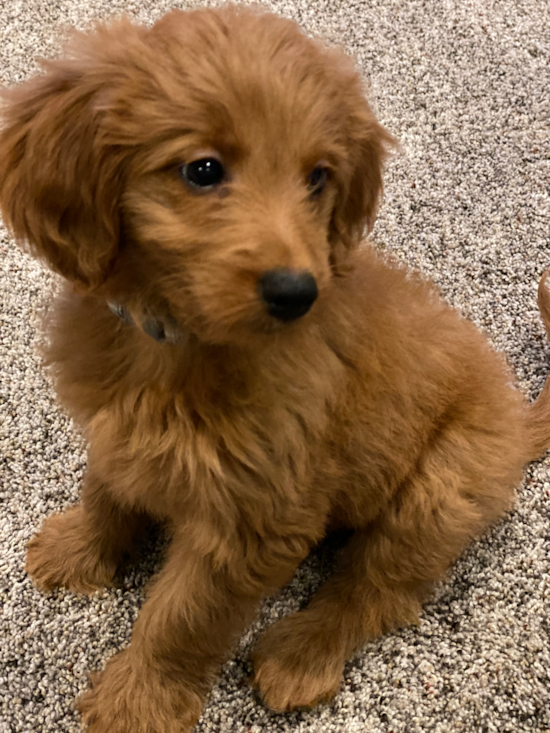 Happy Mini Goldendoodle Pup