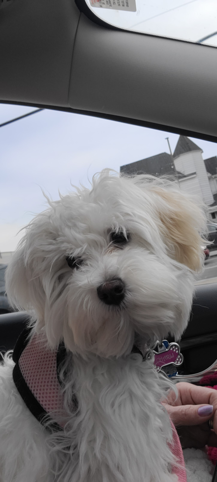 Energetic Havadoodle Poodle Mix Pup