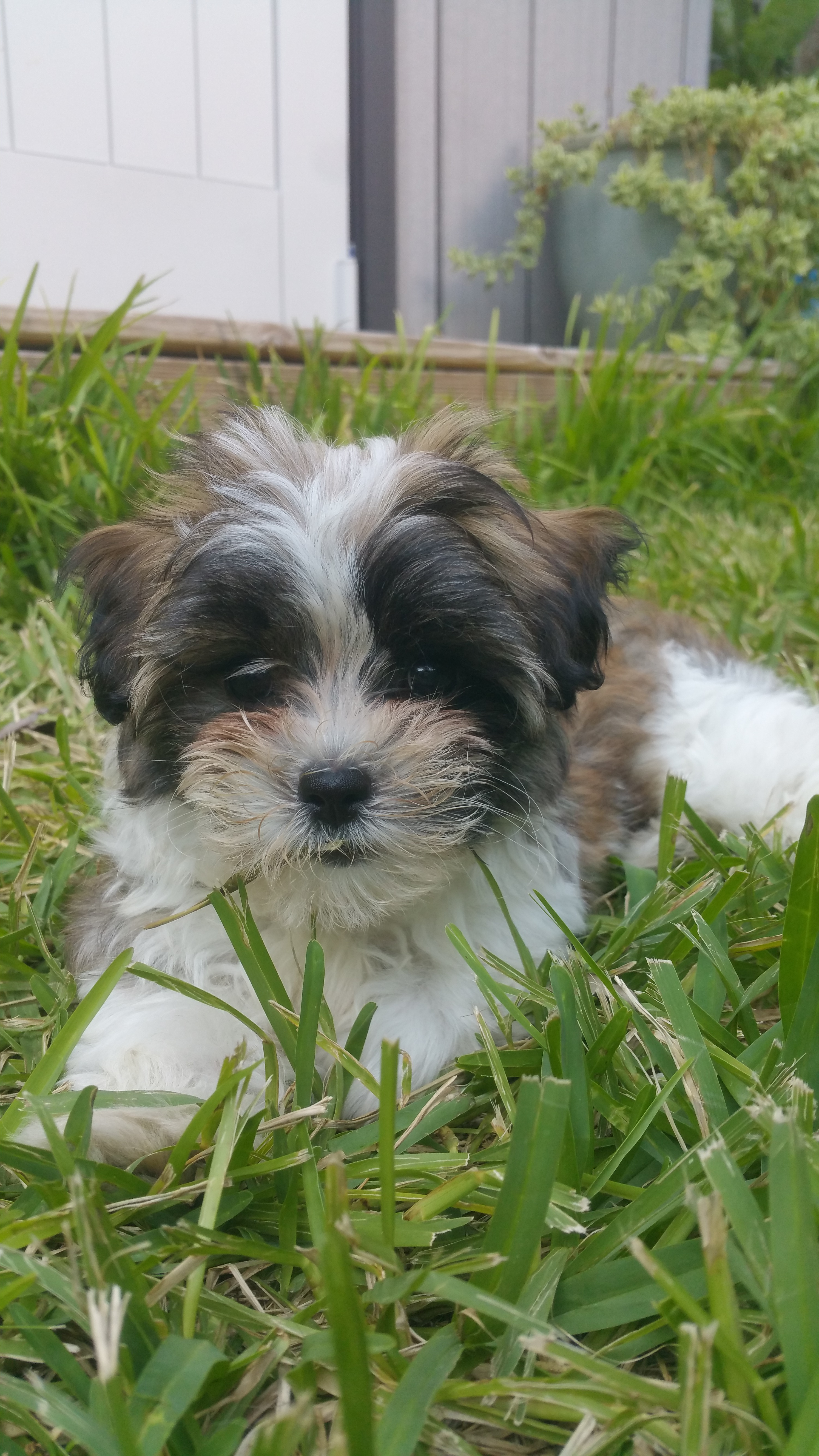 Petite Teddy Bear Designer Pup