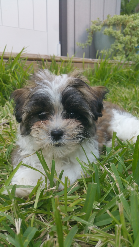 Cute Teddy Bear Pup in Destin FL