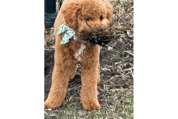 Funny Mini Goldendoodle Poodle Mix Pup