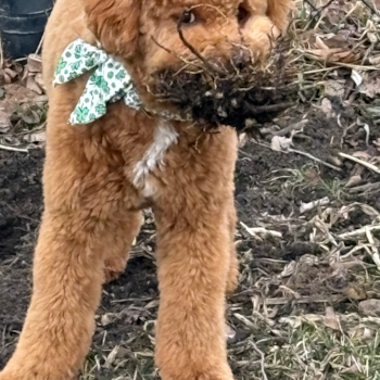 Mini Goldendoodle Being Cute