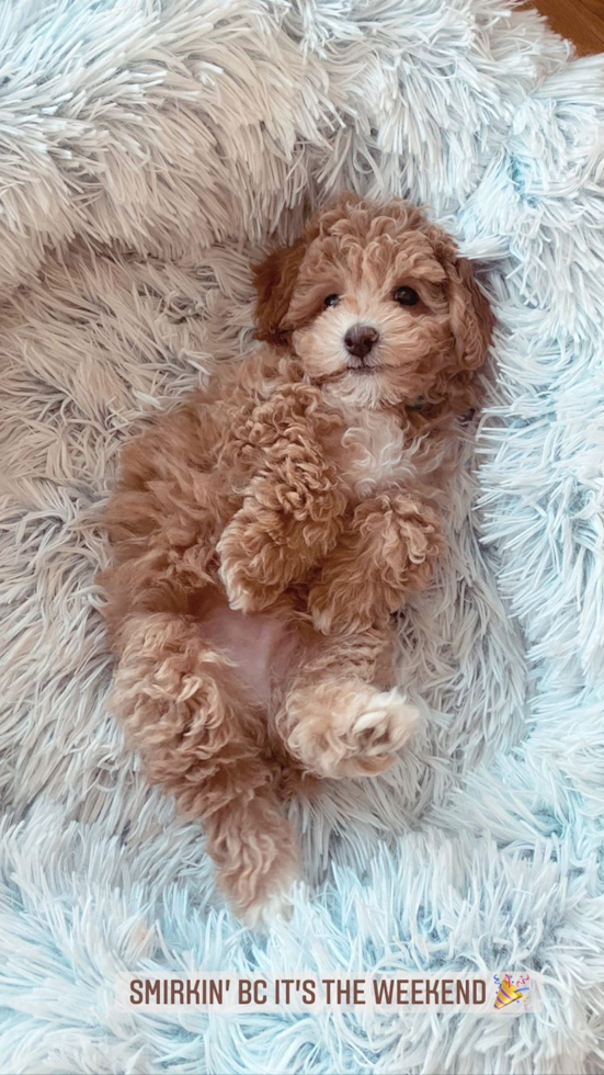 Friendly Poochon Pup in Atlanta GA