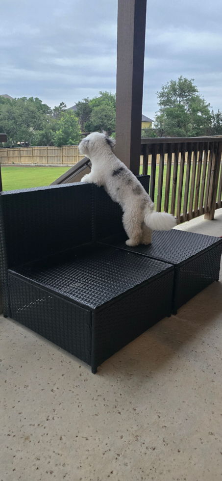Cute Havapoo Pup in