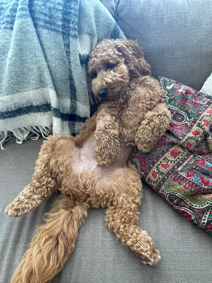 Sweet Mini Goldendoodle Pup