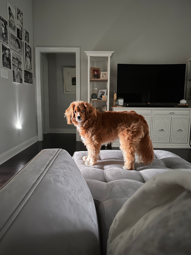 Cavapoo Being Cute