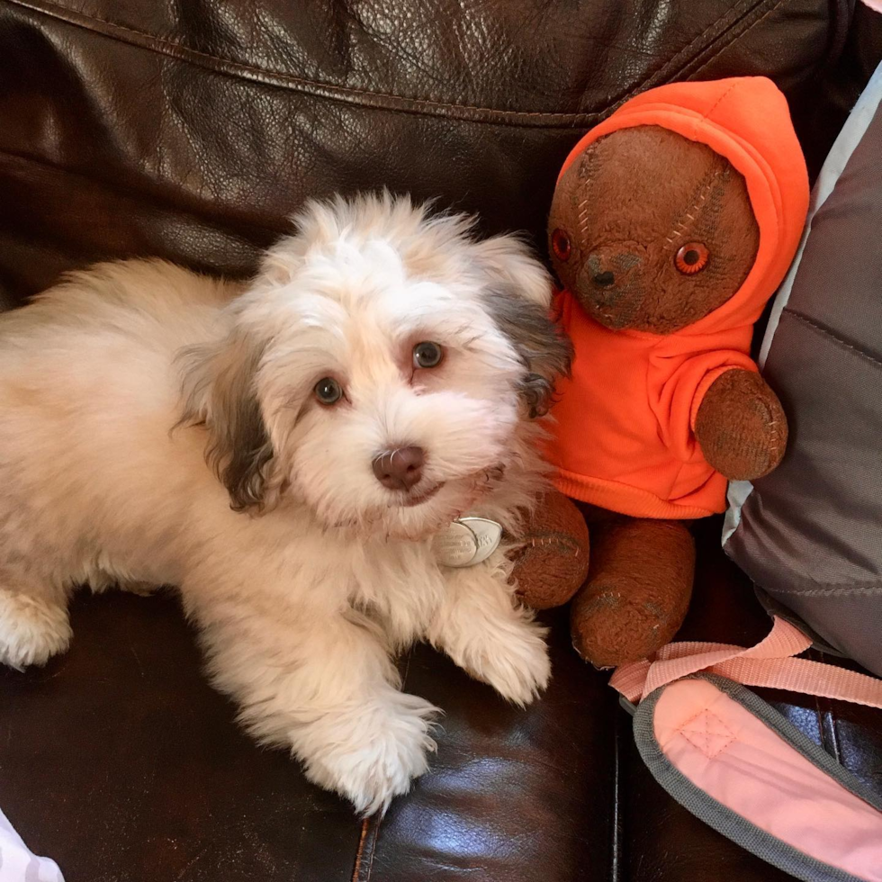 Energetic Havanese Pup in Rockland MA