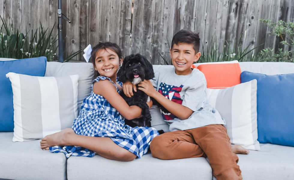 Small Cavapoo Pup in Santa Rosa CA