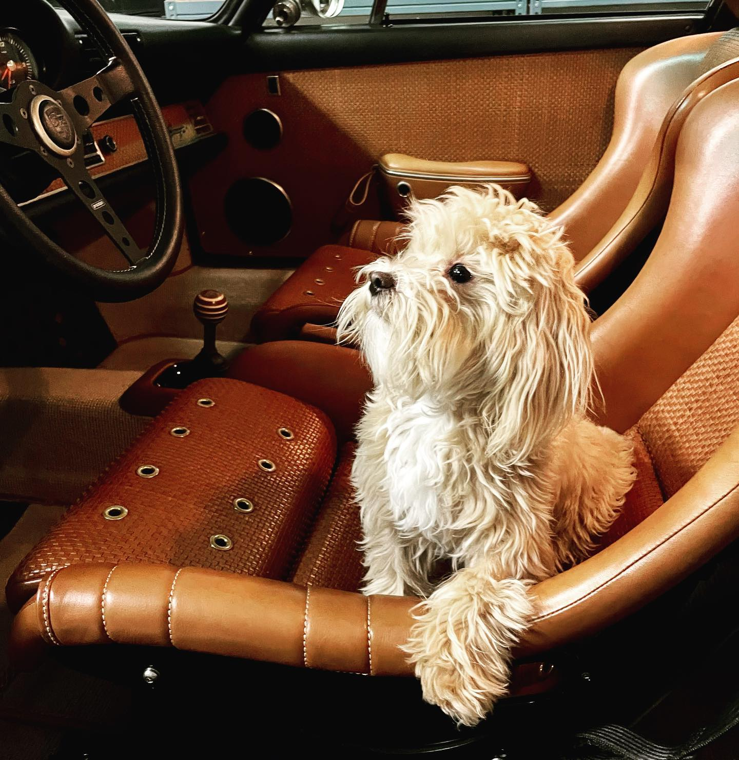 Maltipoo Puppy for Adoption