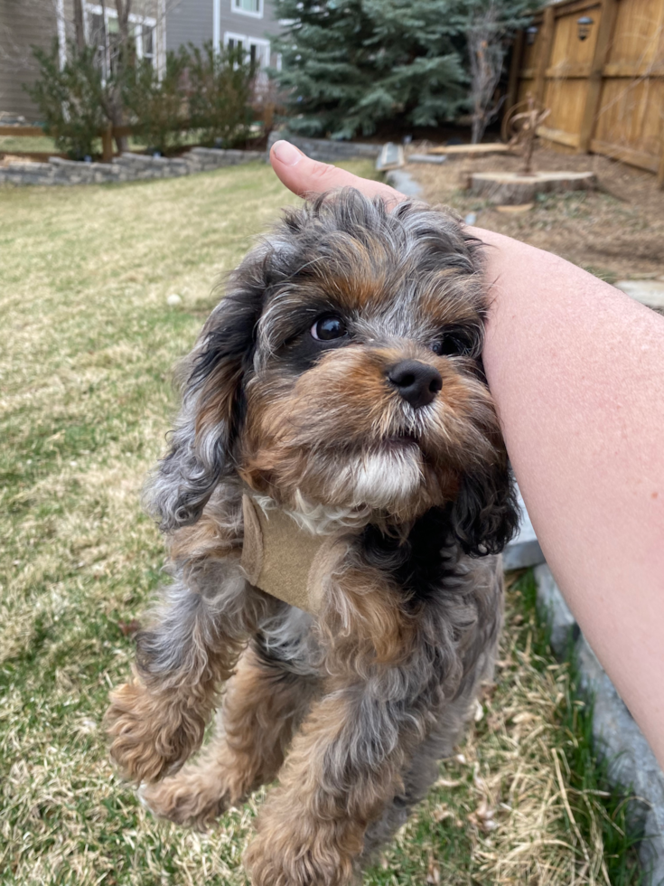 Energetic Cavoodle Poodle Mix Pup