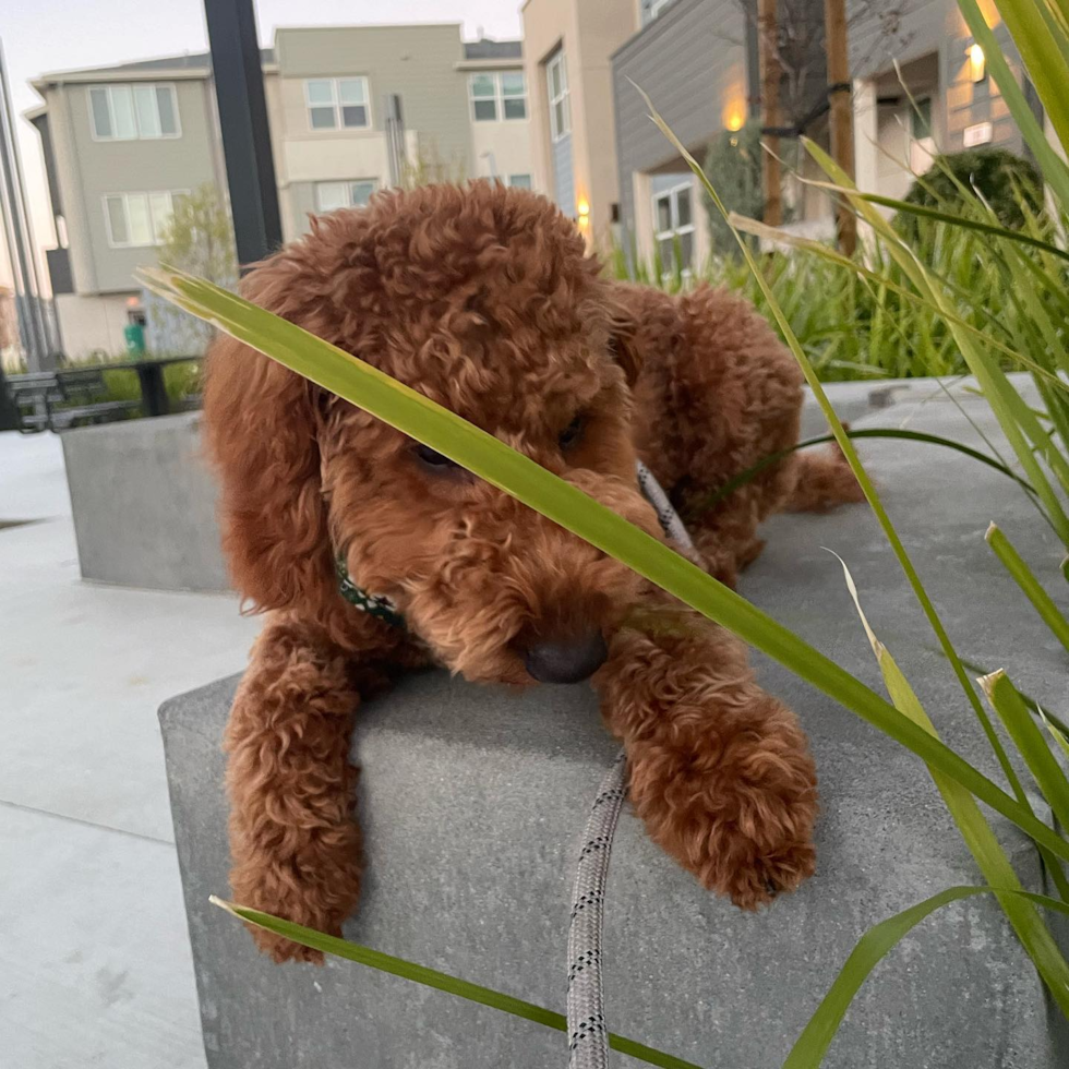 Petite Mini Goldendoodle Poodle Mix Pup