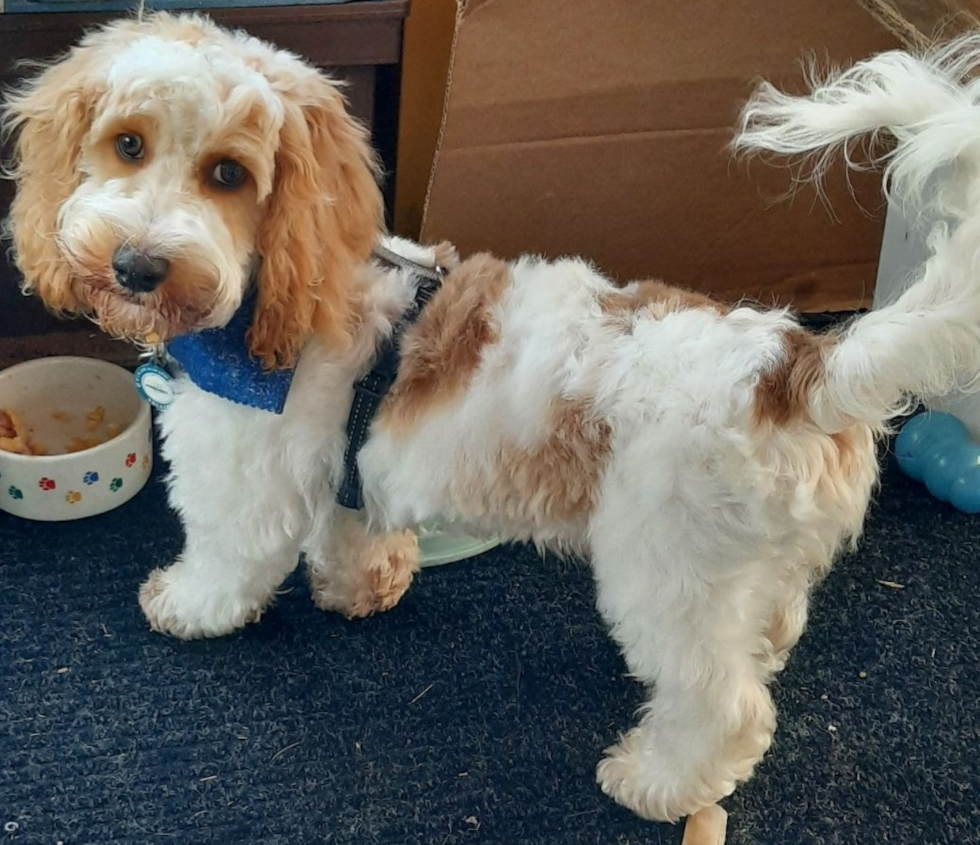 Happy Cockapoo Pup in