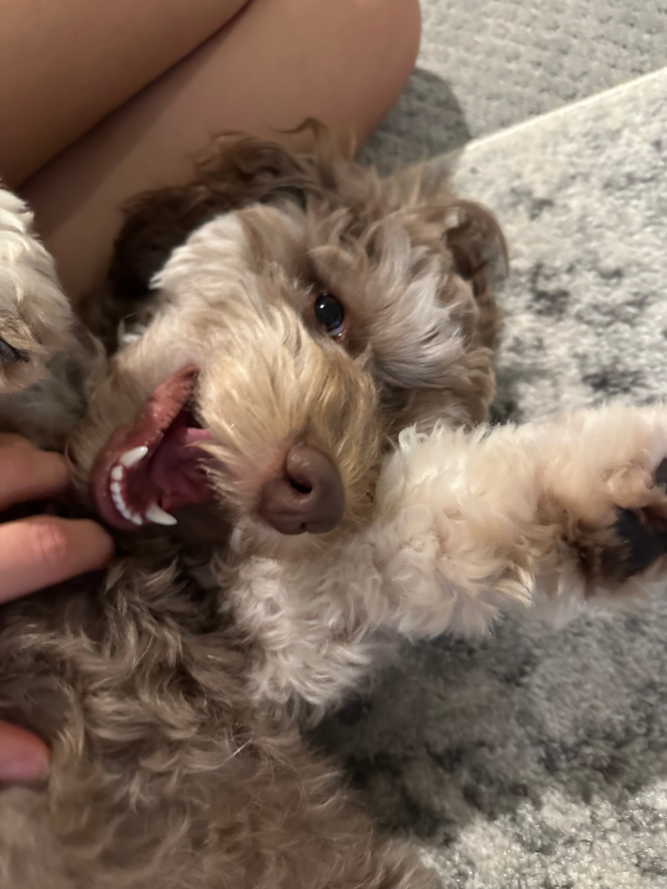 Sweet Cockapoo Pup