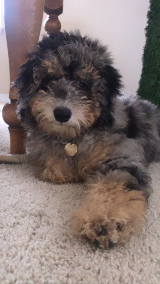 Cute Mini Sheepadoodle Pup in San Diego CA