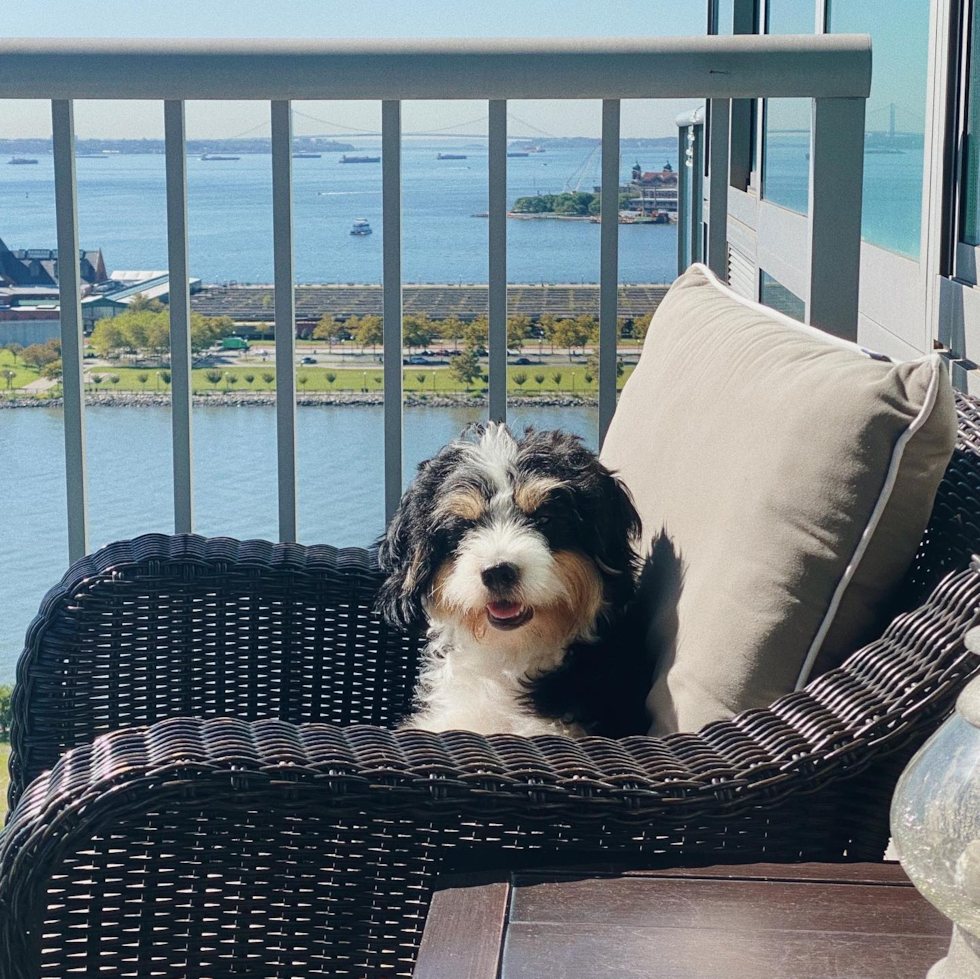 Popular Mini Bernedoodle Poodle Mix Pup