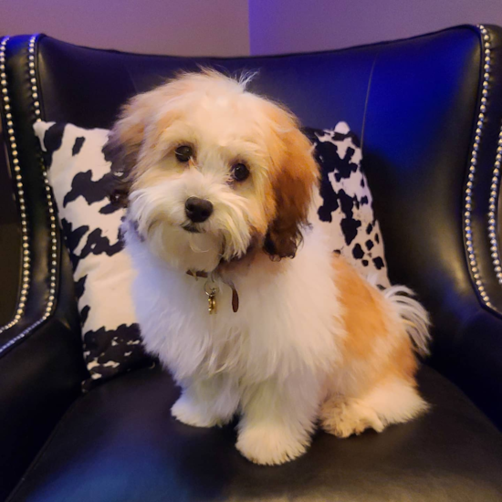 Playful Shih Poo Poodle Mix Pup