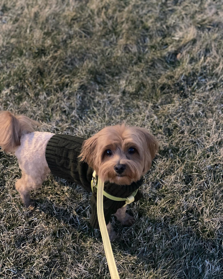 Smart Maltipoo Poodle Mix Pup