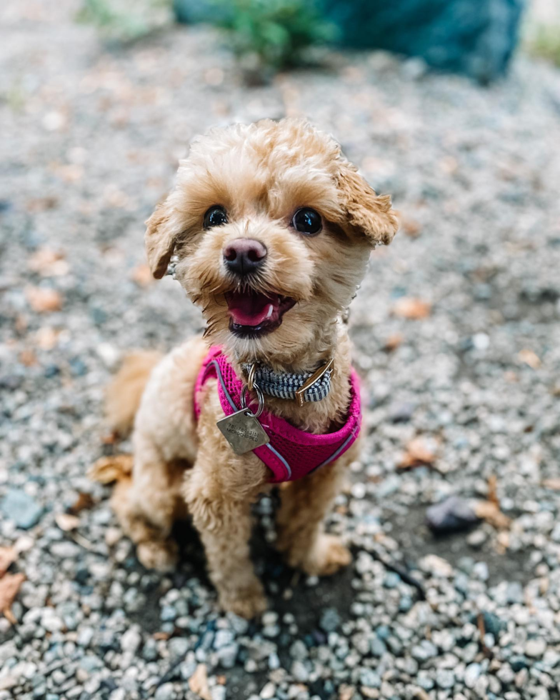 Little Maltepoo Poodle Mix Pup