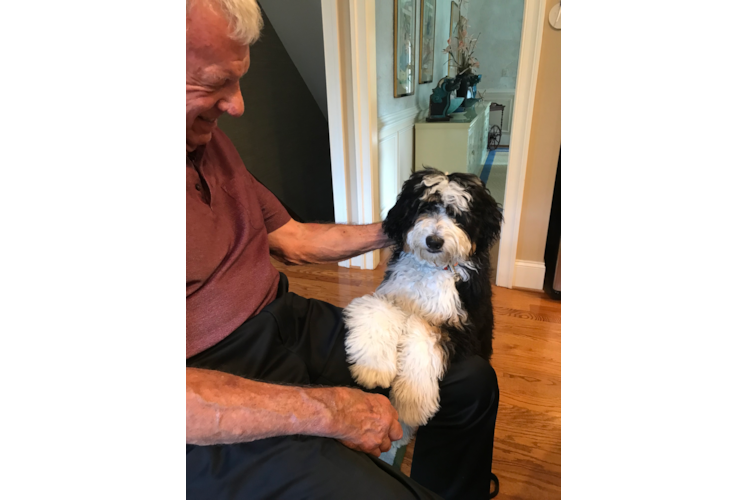 Best Mini Bernedoodle Baby