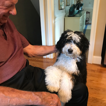 Mini Bernedoodle Being Cute