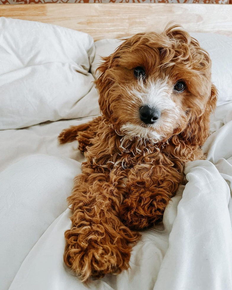 Happy Cavapoo Pup in Swannanoa NC