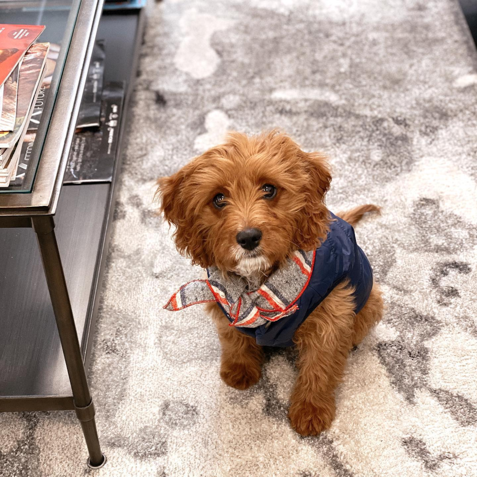 Small Cavapoo Pup in New York NY