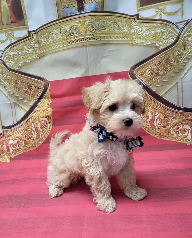 Maltipoo Pup