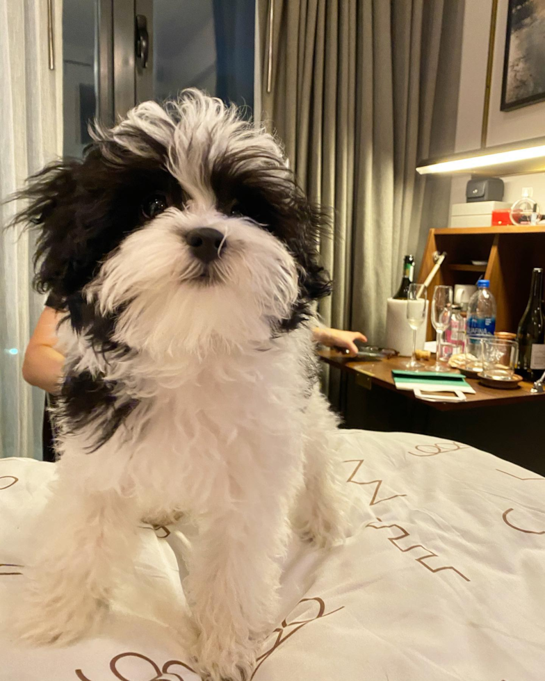 Cute Havanese Purebred Pup