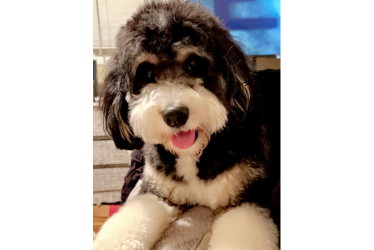 Smart Mini Bernedoodle Poodle Mix Pup