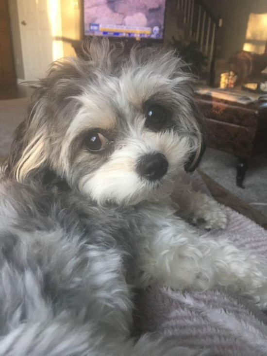 Waterford Cavachon Pup