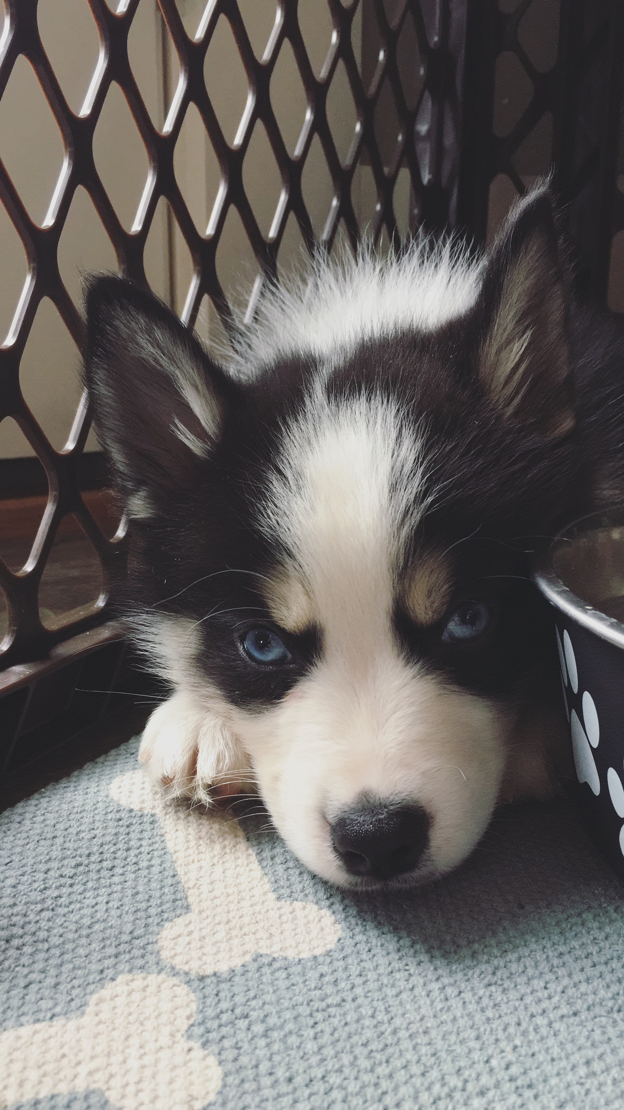 Cute Pomsky Baby