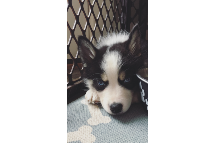 Cute Pomsky Baby