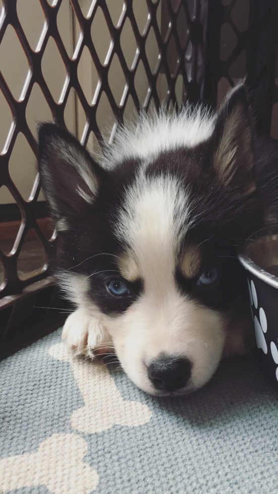 Happy Pomsky Pup in WHITE LAKE TWP MI