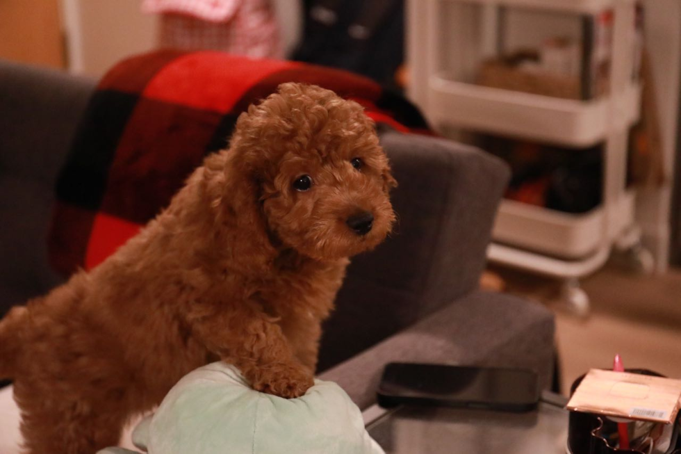 Dorchester Mini Goldendoodle Pup