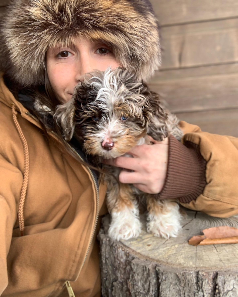 Petite Mini Aussiedoodle Poodle Mix Pup