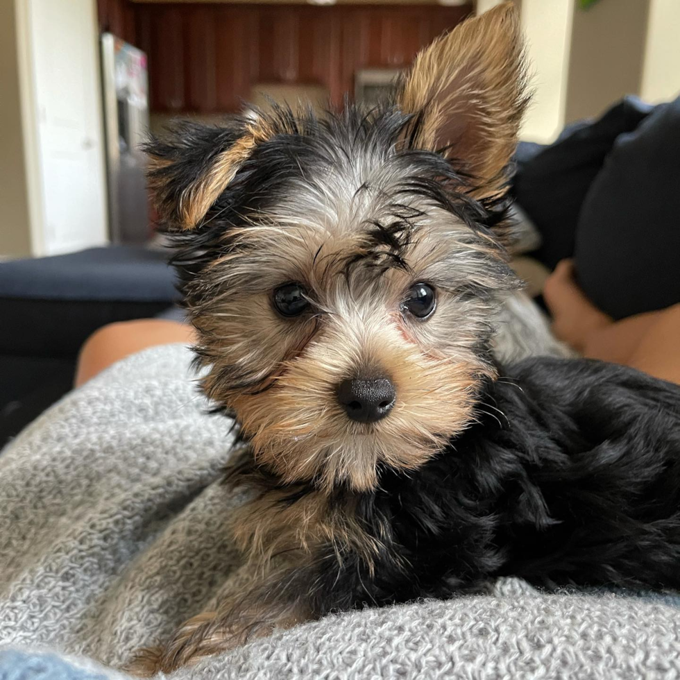 Akc Registered Yorkshire Terrier Purebred Pup