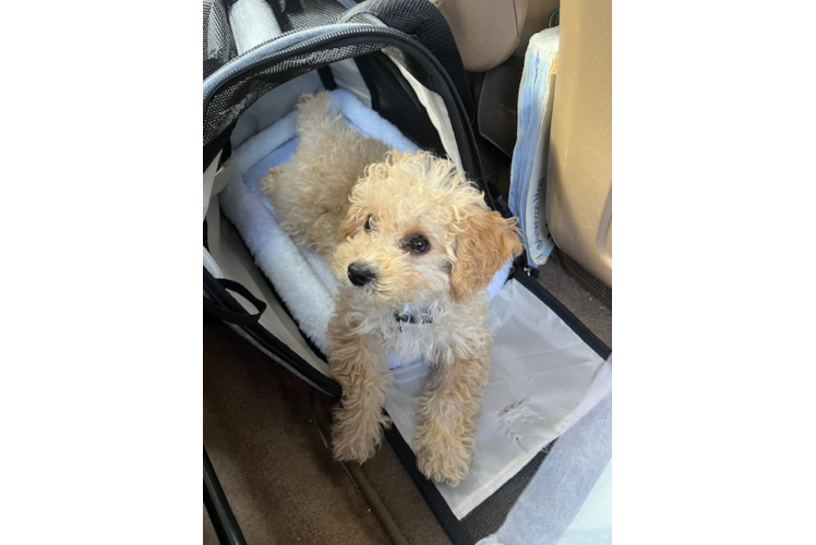 Poodle Puppy for Adoption