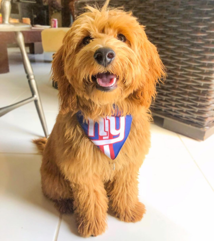 Fluffy Mini Goldendoodle Poodle Mix Pup