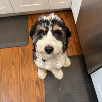 Mini Bernedoodle Pup