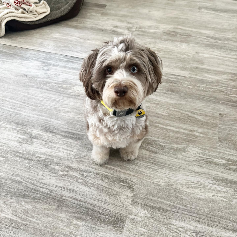 Petite Mini Aussiedoodle Poodle Mix Pup