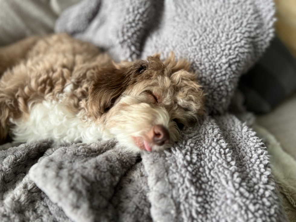 Mini Aussiedoodle Being Cute