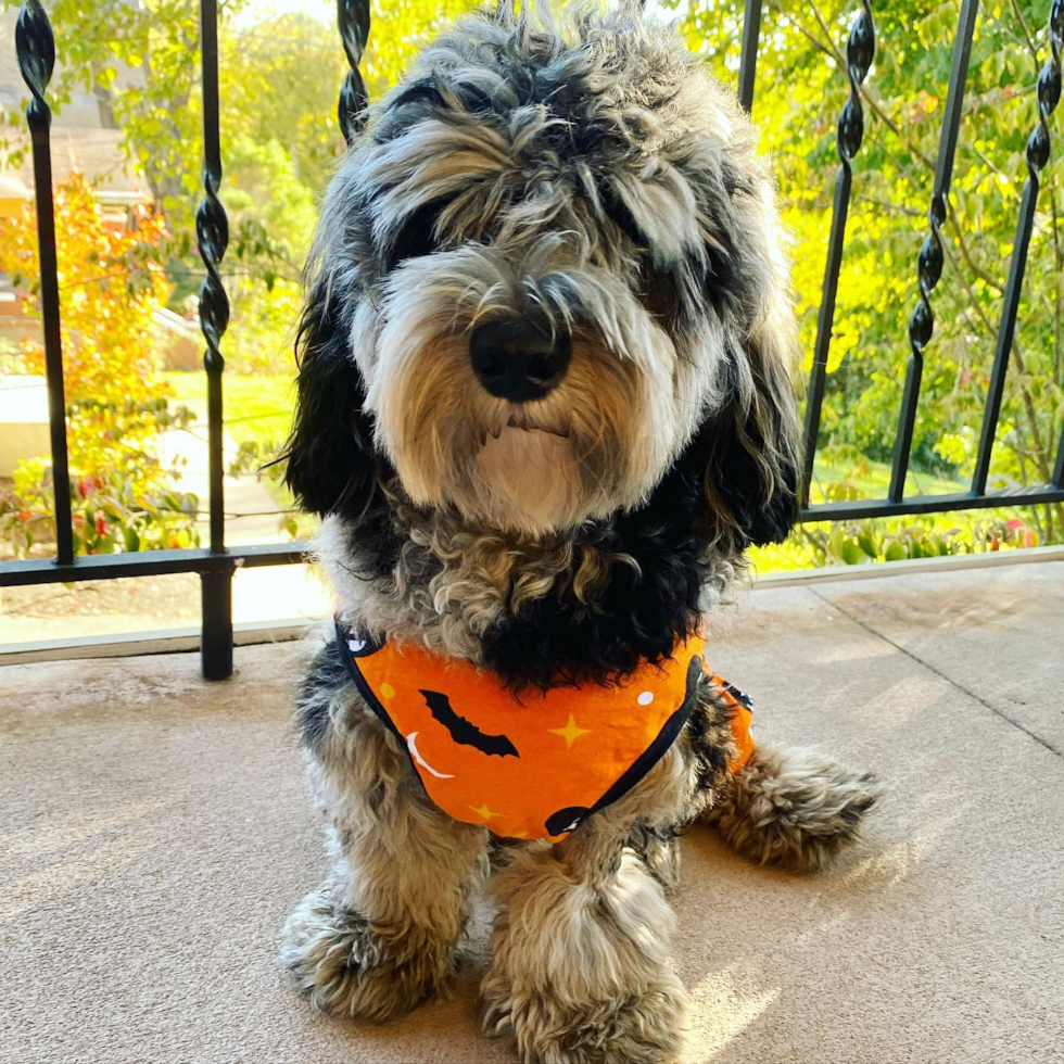 Happy Mini Sheepadoodle Pup